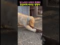 닭 노리고 나타난 족제비 용감하게 싸운 댕댕이