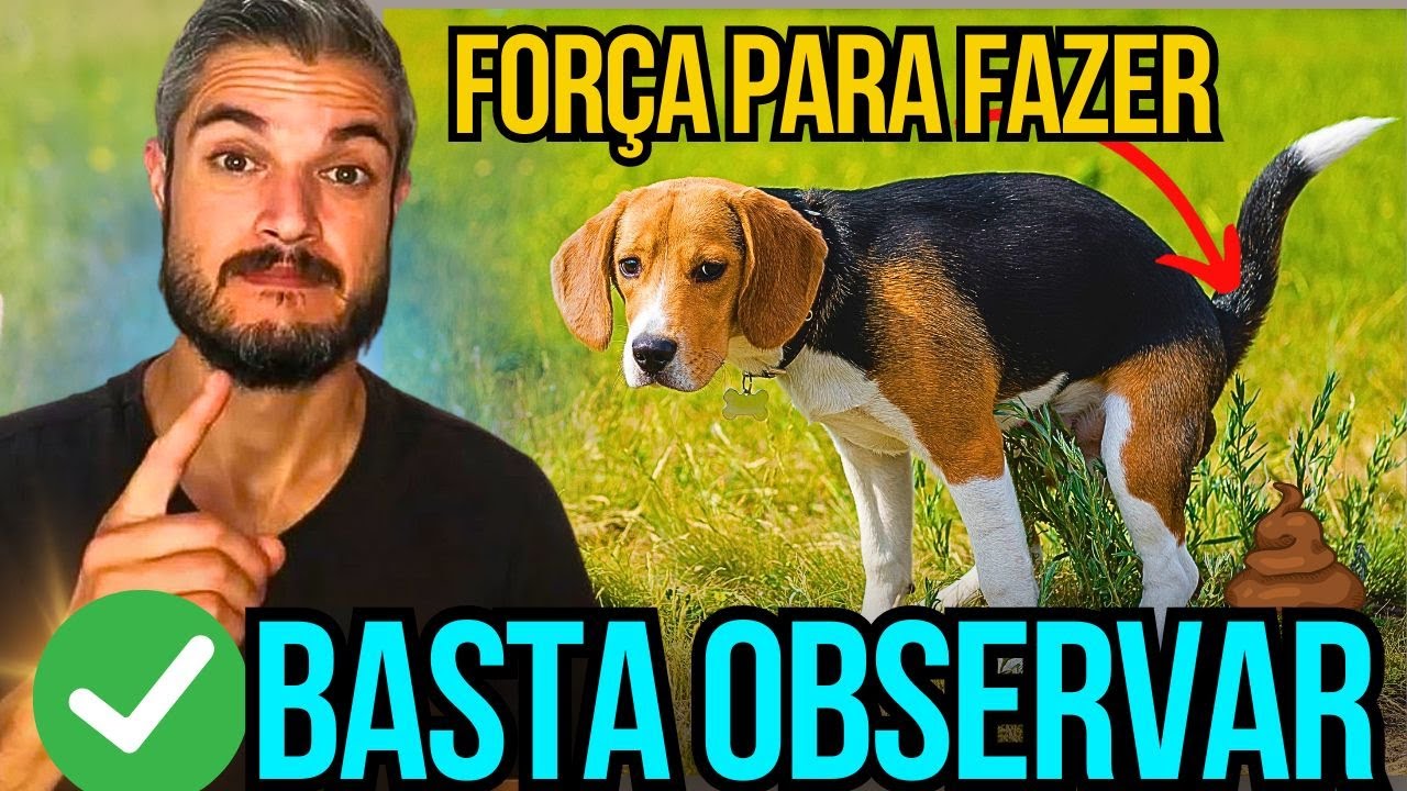 CACHORRO NÃO FAZ COCÔ CONSTIPAÇÃO EM CÃES COMO RESOLVER DIFICULDADE DE ...