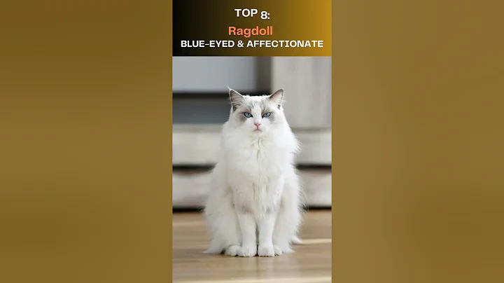 Video 7962821: maine coon turkish angora, beautiful cat breeds