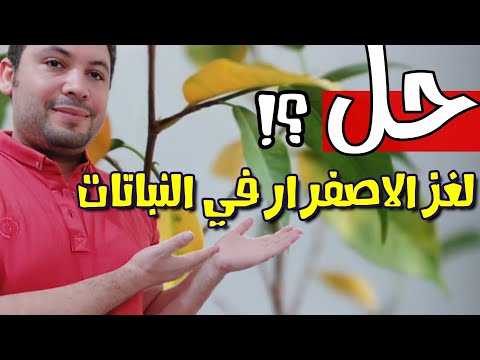 اسباب اصفرار اوراق النباتات وسقوطها متى نطمئن ومتى نخاف منها ونعالجها