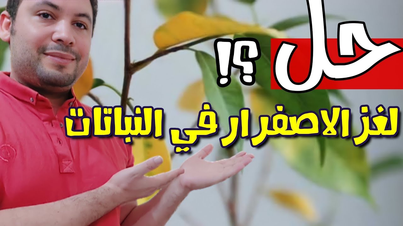 اسباب اصفرار اوراق النباتات وسقوطها متى نطمئن ومتى نخاف منها ونعالجها