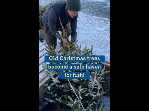 Where recycled Christmas trees become a safe haven for fish
