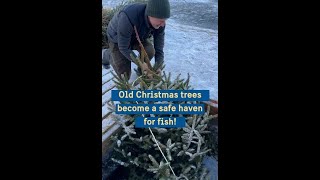 Where recycled Christmas trees become a safe haven for fish