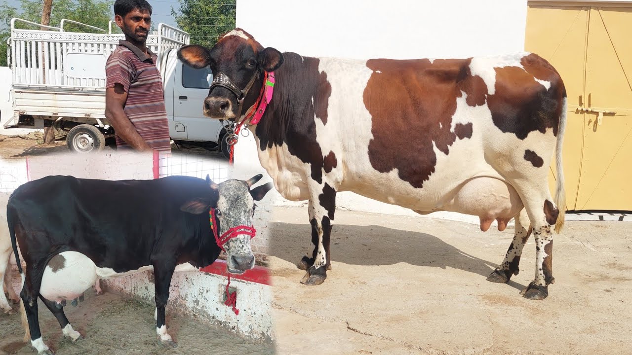 مدثر اقبال گجرساب لکھو 6 گائیں برائے فروخت 16 اکتوبر 2025 karnana channel