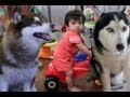 0歳児子供と遊ぶハスキー達 husky baby and idle dogs