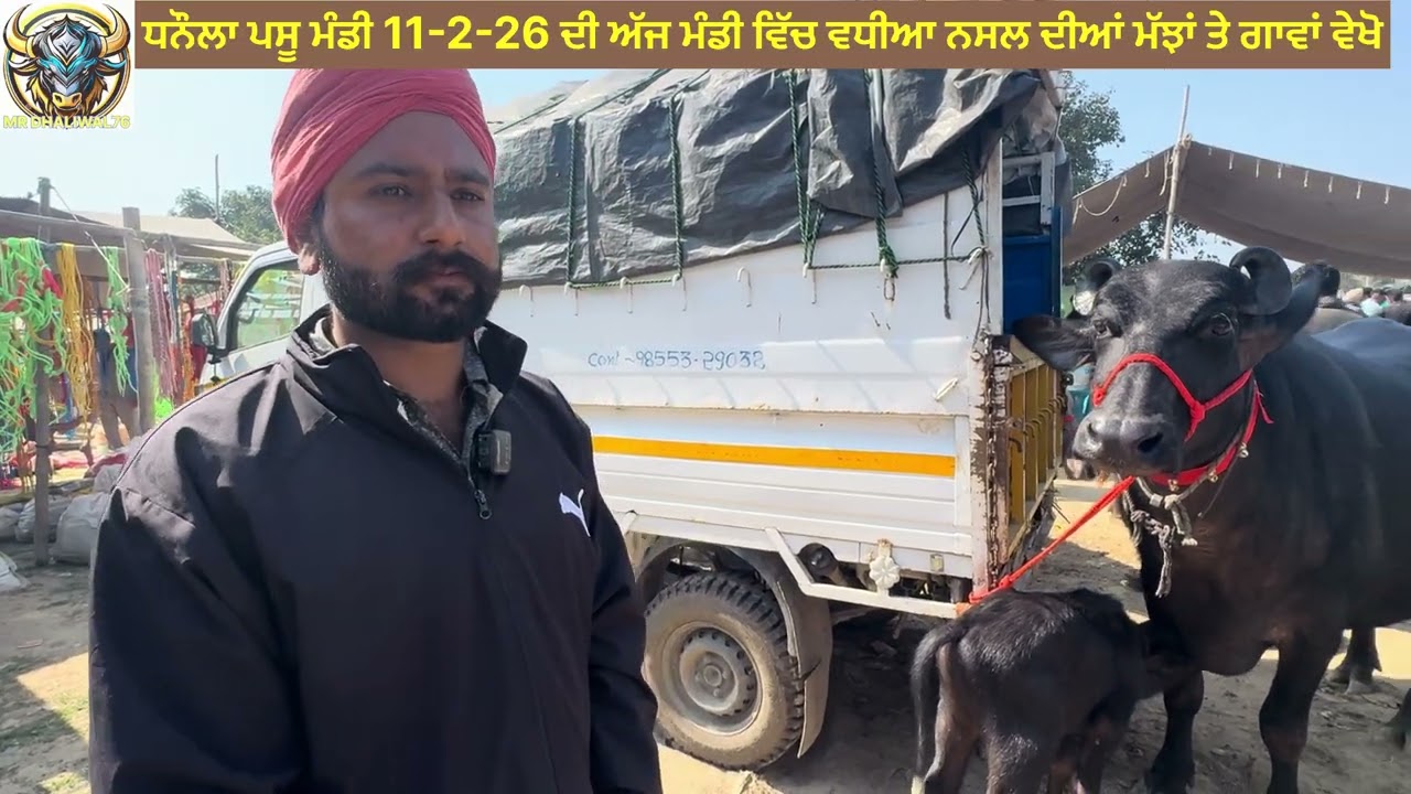 ਧਨੌਲਾ ਪਸੂ ਮੰਡੀ 11-2-26 ਦੀ ਅੱਜ ਮੰਡੀ ਵਿੱਚ ਮੱਝਾਂ ਗਾਵਾਂ ਰਹੀਆਂ ਤੇਜ ਵੇਖੋ ਵੀਡੀਓ ਵਿੱਚ 🐃🐂🐄📹👍