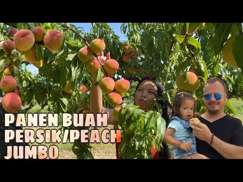 Video: Penyemprotan Pohon Buah Nektarin - Pelajari Tentang Semprotan Pohon Buah Untuk Nektarin