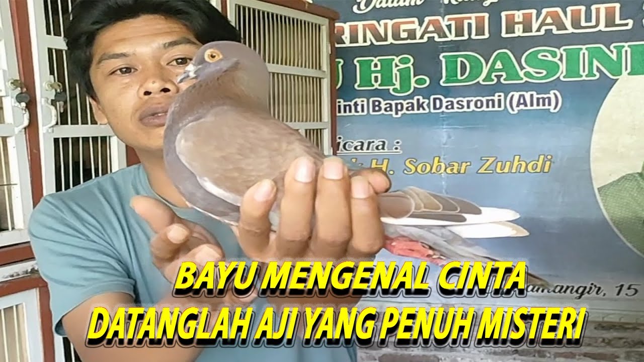 APA KABAR CINTA !!! MERPATI KAMPUNG DENGAN REJEKI KOTA || YANG KINERJANYA BIKIN NGILER TETANGGA🫰🫰