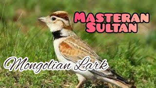 MASTERAN VIRAL !!! | MONGOLIAN LARK MASTERAN SULTAN