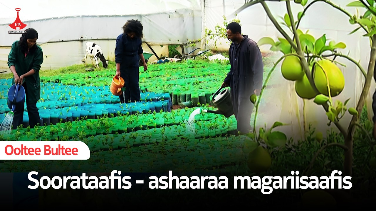 Soorataafis - ashaaraa magariisaafis | etv |Ebc |Etv Afaan Oromoo|