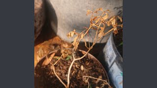 Download Lagu hati kosong MP3