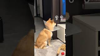 映画をみるおまめ