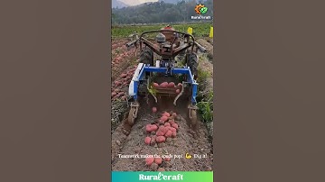 Potato Unearthing ASMR! 🥔 Machine & Manual Digging = Satisfying! #oddlysatisfying #potato #asmr