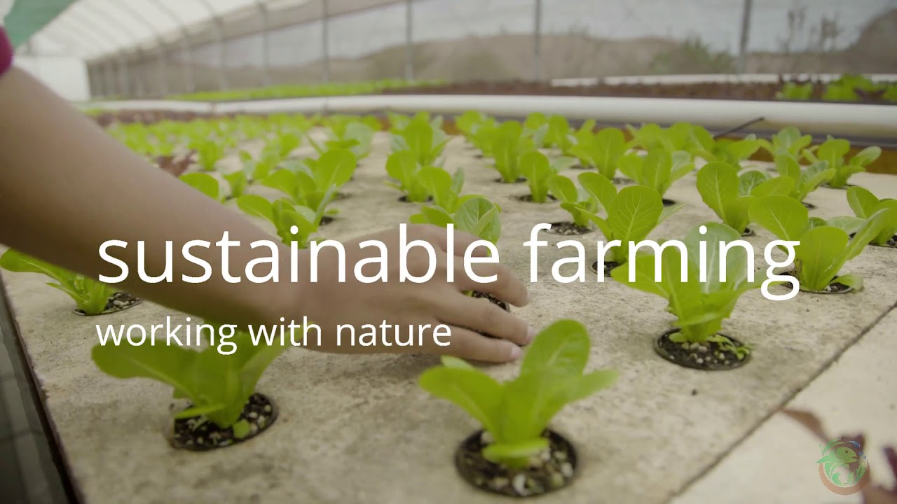 Turning Over a New Leaf With Aquaponic Farming