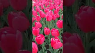 COLOURFUL TULIPS- Flowers and Nature Background screenshot 5
