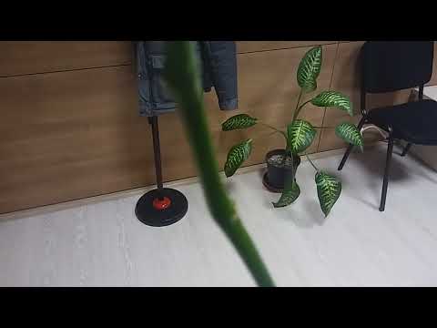 ORKİDEYİ DALINDAN ÇOGALTMA;