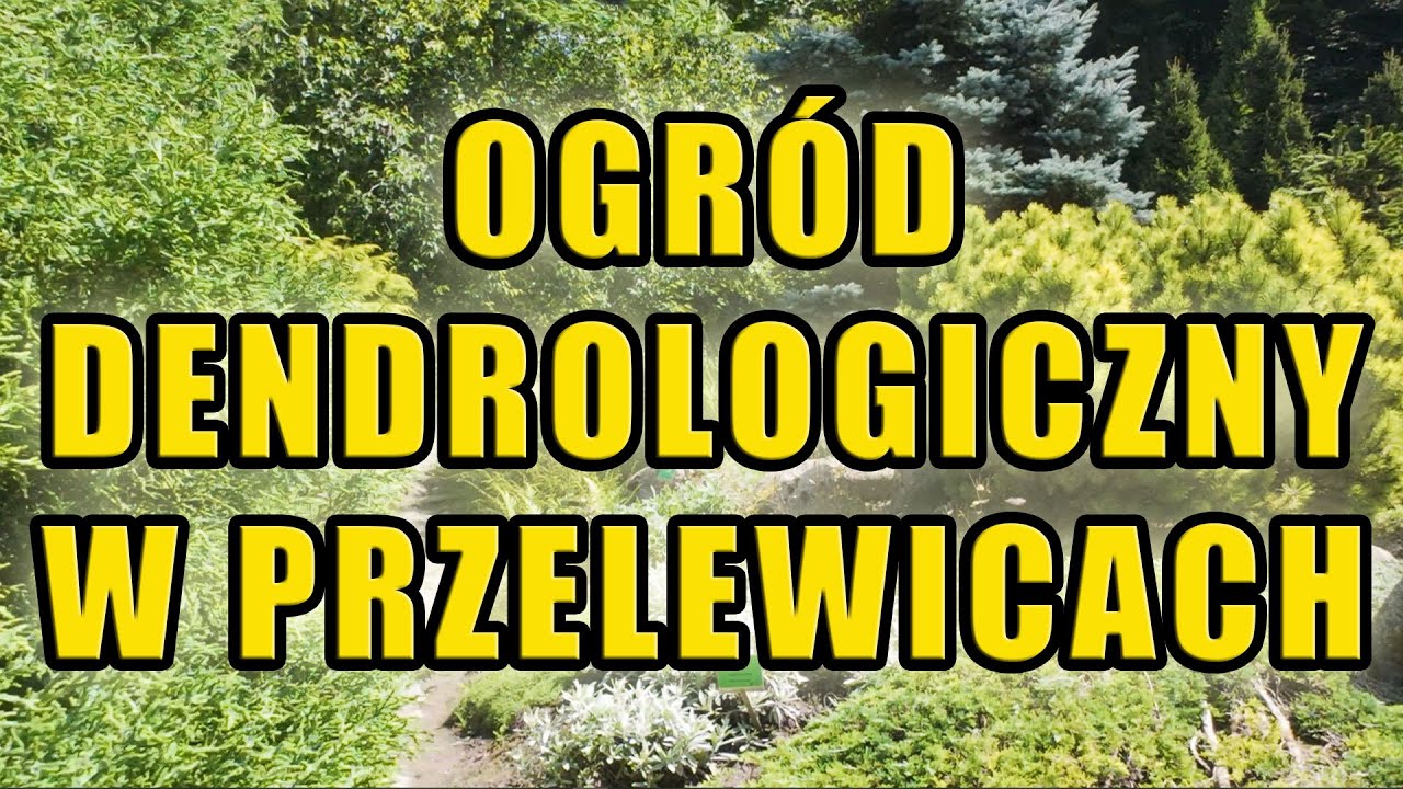 Przelewice - spacer po ogrodzie dendrologicznym. Lipiec 2024.
