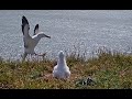 Albatross attempts landing fails spectacularly royalcam  nz doc  cornell lab