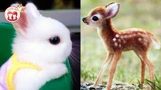 Cutest baby animals - Videos Compilation Cute Moment of the Cutest Animals