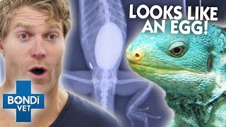 Insane Bladder Stone Removed From Iguana | Bondi Vet Clips | Bondi Vet