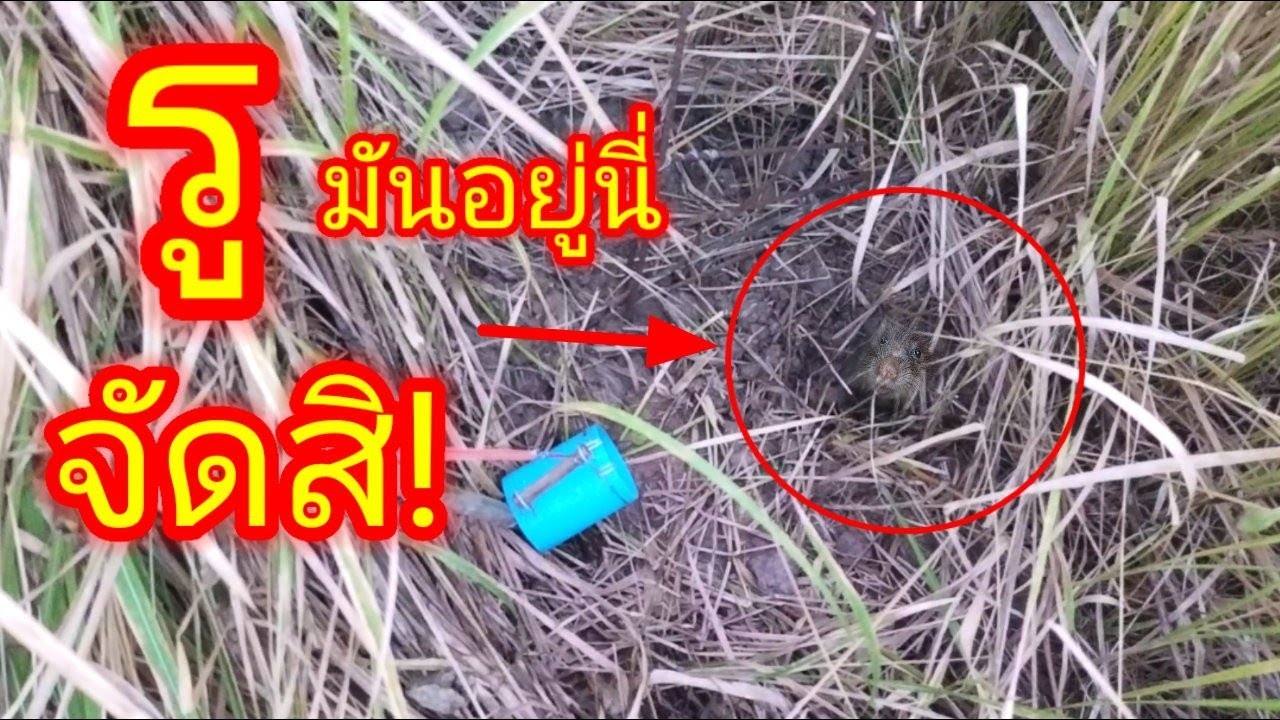 ถึงกับต้องรีบวิ่ง!!!ช่วงตี4 เกิดอะไรขึ้นกับหมายนี้? ดักหนู ใส่ด้วงดักหนู หมานสุดๆ