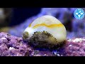 【チャーム】海水魚 貝 ハナビラタカラガイ Cypraea annulus タカラガイ charm動画