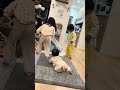 ぽんちゃん🐰がびっくりしてモータ笑#しまいにっき#年子姉妹＃0歳児#2歳児＃3歳児#shorts #ホーランドロップイヤー #うさぎのいる暮らし