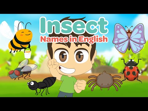 اسماء الحشرات باللغة الإنجليزية تعليم الإنجليزية للأطفال مع زكريا