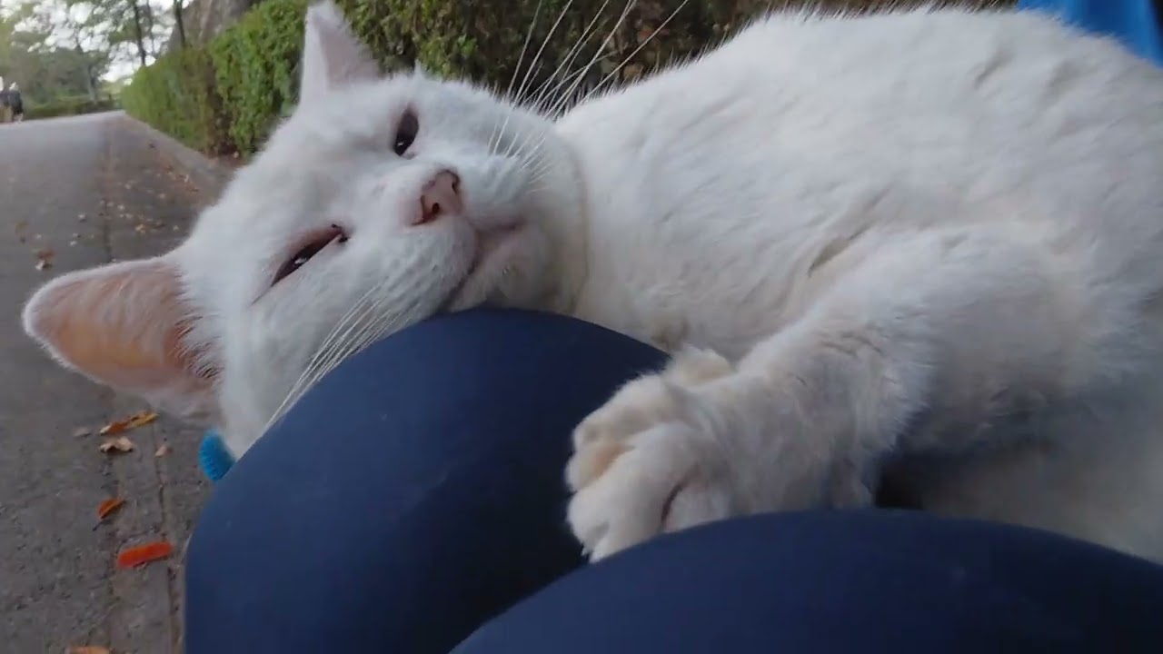 When I called her, Shiro-chan, with her beautiful blue eyes, came