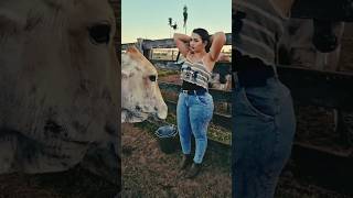 Cow  Vary Nice funny comedy viral 