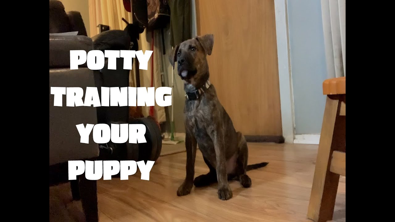 Potty Training Your Puppy YouTube
