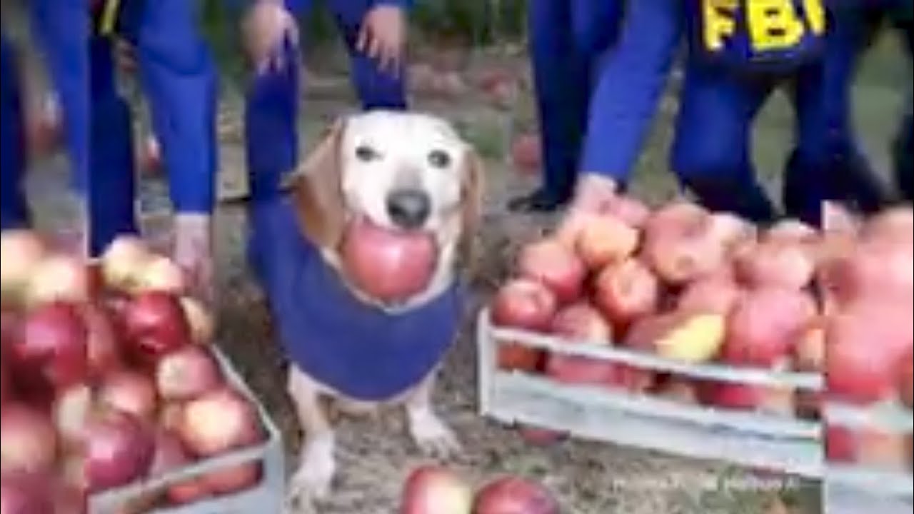dog apple ai compilation funny core tiktok - YouTube