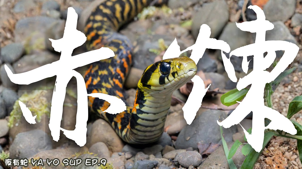 【台灣赤煉蛇、梭德氏帶紋赤蛇】台灣原生絕美毒蛇！【夜有蛇 YA YO SUP EP 9】｜衝山蛇What The Sssnake! —— 台灣蛇類系列（盤古蟾蜍、咬人貓、梭德氏帶紋赤蛇、台灣赤煉蛇）