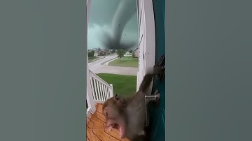 Monkey Tries to Escape Tornado! #ring #cctv #monkey #tornado
