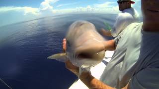 Cocoa Beach Monster Cobia!!