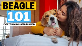 Beagle 101 Everything you need to know about this Breed