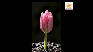 Beautiful Gift from Nature | Flower Blooming Time-Lapse #viralvideo #kidseducatio#viral