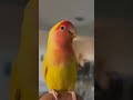 Peach Faced Lovebird Sounds #shorts