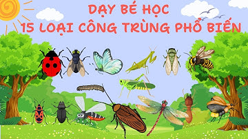 Dạy bé học tên 15 loài côn trùng phổ biến