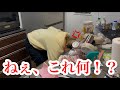 【大掃除】年末年始に向けての大掃除中に旦那がやらかす