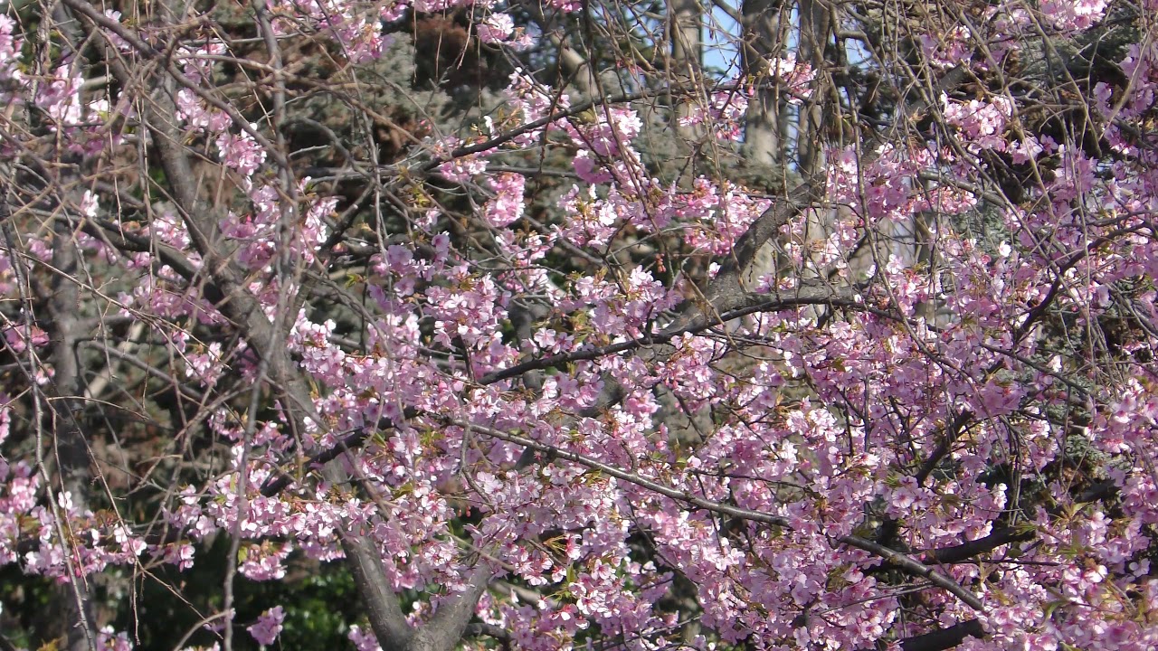 大阪 鶴見緑地の河津桜も満開だ Youtube