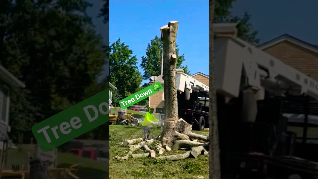 Cutting Tree this way 🌳 