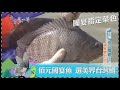 台灣第一等【高雄虱目旗魚魚丸王 興達港必吃國宴美食／國宴主廚阿銘師 佰元台灣鯛料理】 _精選特輯