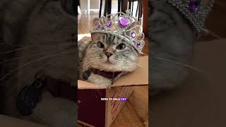 Top 5 Cats With SHOCKING World Records
