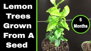 Growing Lemon Trees From Seed - 6 Month Update
