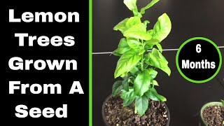 Growing Lemon Trees From Seed - 6 Month Update