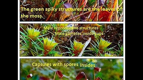 Reproduction of the moss named Polytrichum juniperinum