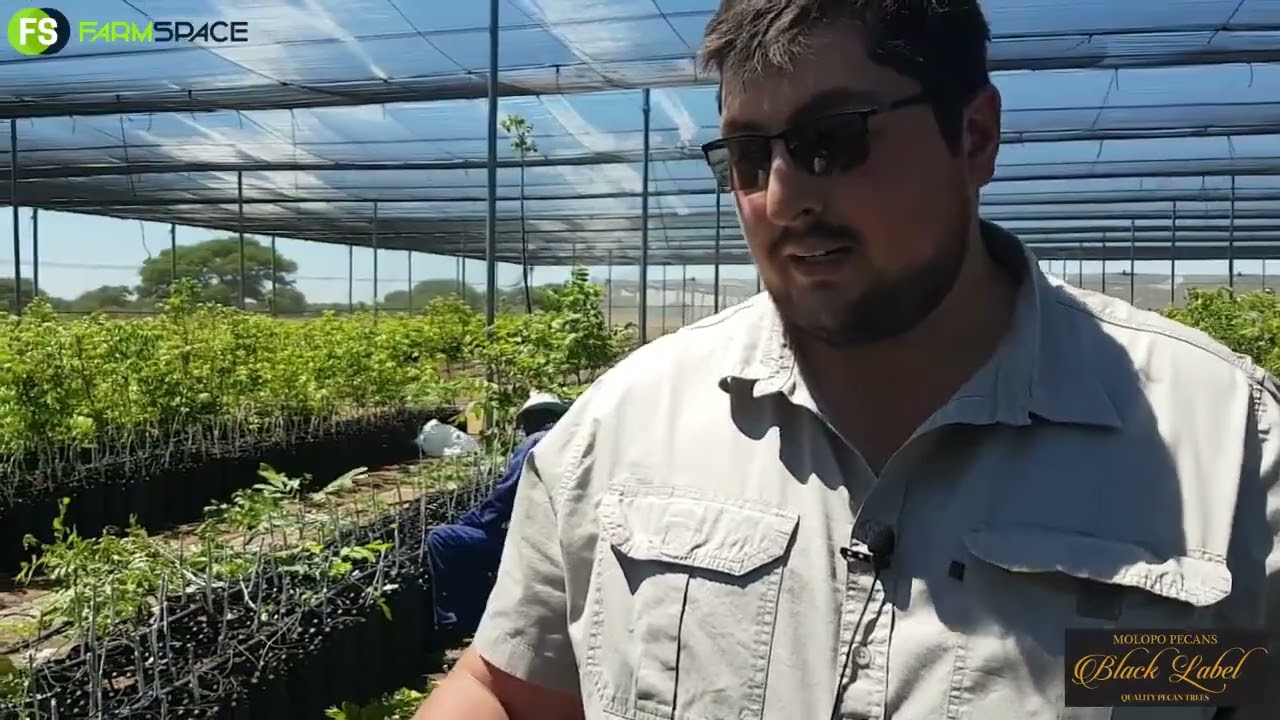 Maak seker jou pekanneut bome is ook op Molopo Pecans se standaard