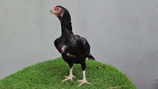 Home Breed Alhamdulillah 