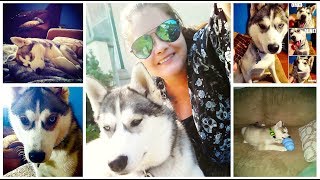 Taking a Look Back at Life with a Husky by Lunatic the Husky and April 939 views 6 years ago 3 minutes, 36 seconds